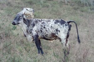 Foto: Polícia Civil de Minas Gerais