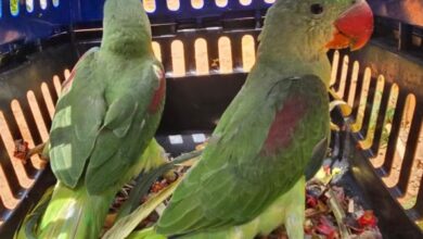 Homem é preso com quatro aves em cativeiro em Santa Bárbara do Leste — Foto: Polícia Militar de Meio Ambiente