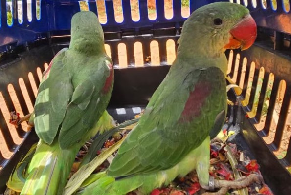 Homem é preso com quatro aves em cativeiro em Santa Bárbara do Leste — Foto: Polícia Militar de Meio Ambiente