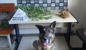 Foto: Polícia Militar de Minas Gerais