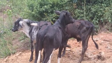 Foto: Polícia Militar de Minas Gerais