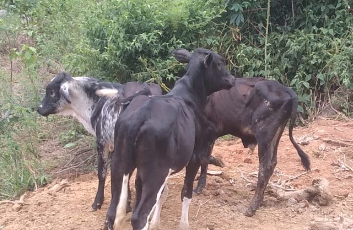 Foto: Polícia Militar de Minas Gerais