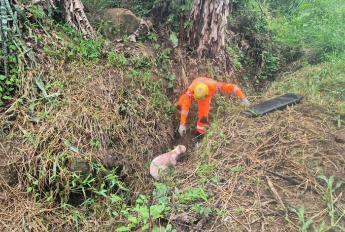 Foto: Corpo de Bombeiros de Minas Gerais