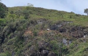 Novilha é resgatada do alto de pedreira em Carangola — Foto: Corpo de Bombeiros/Divulgação