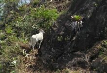 Novilha é resgatada do alto de pedreira em Carangola — Foto: Corpo de Bombeiros/Divulgação