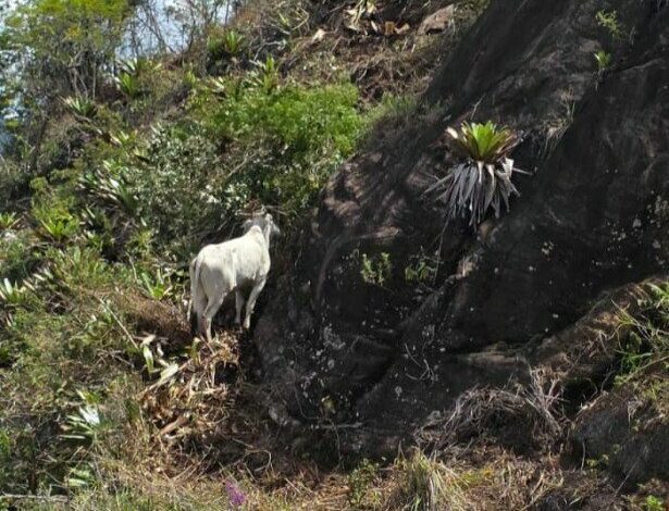 Novilha é resgatada do alto de pedreira em Carangola — Foto: Corpo de Bombeiros/Divulgação