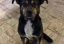 Cão foi morto com um tiro na cabeça em Lajinha (MG) e o caso é investigado como maus-tratos — Foto: Reprodução/Redes Sociais