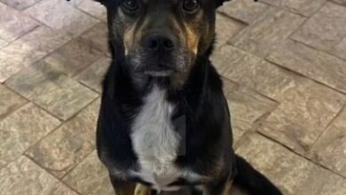 Cão foi morto com um tiro na cabeça em Lajinha (MG) e o caso é investigado como maus-tratos — Foto: Reprodução/Redes Sociais