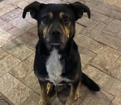 Cão foi morto com um tiro na cabeça em Lajinha (MG) e o caso é investigado como maus-tratos — Foto: Reprodução/Redes Sociais