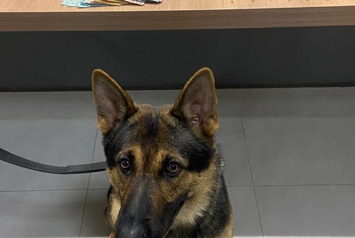 Foto: Polícia Militar de Minas Gerais