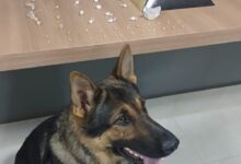 Foto: Polícia Militar de Minas Gerais