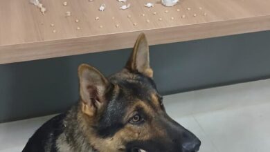 Foto: Polícia Militar de Minas Gerais