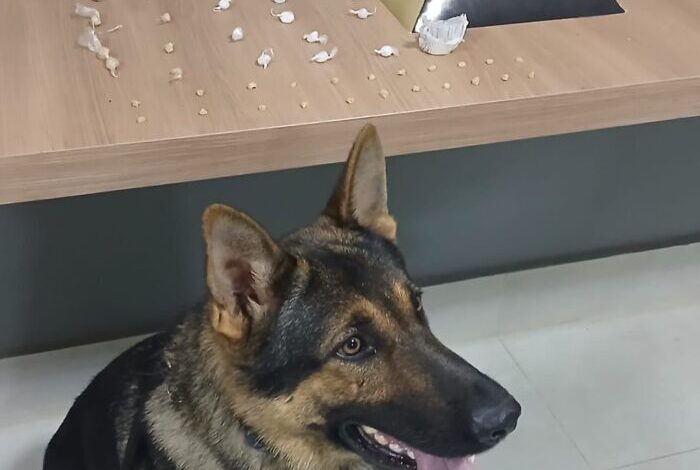 Foto: Polícia Militar de Minas Gerais